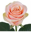 ΤΡΙΑΝΤΑΦΥΛΛΑ ΚΡΕΜ 50εκ.ROSEN PRIMAVERA 50cm